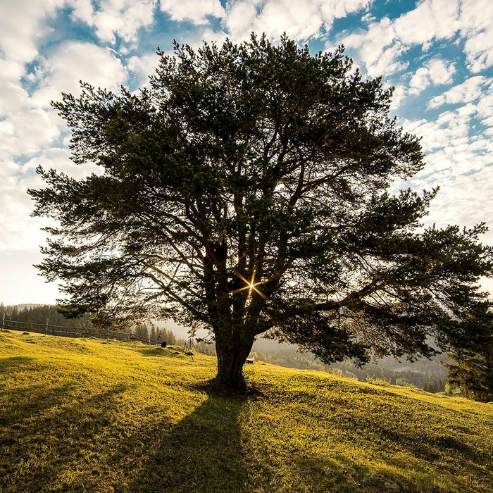 How To Care For Your Oak Bonsai Tree