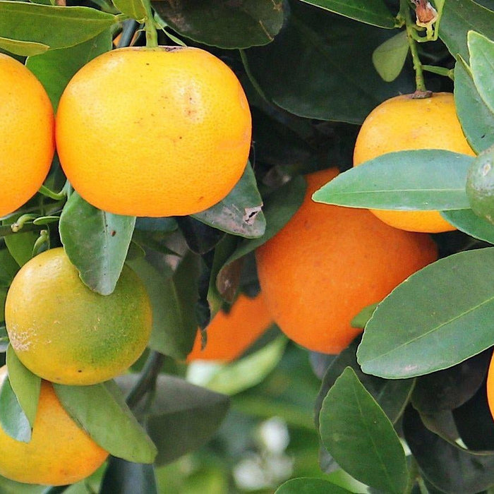 How To Care For Your Orange Citrus Bonsai Tree