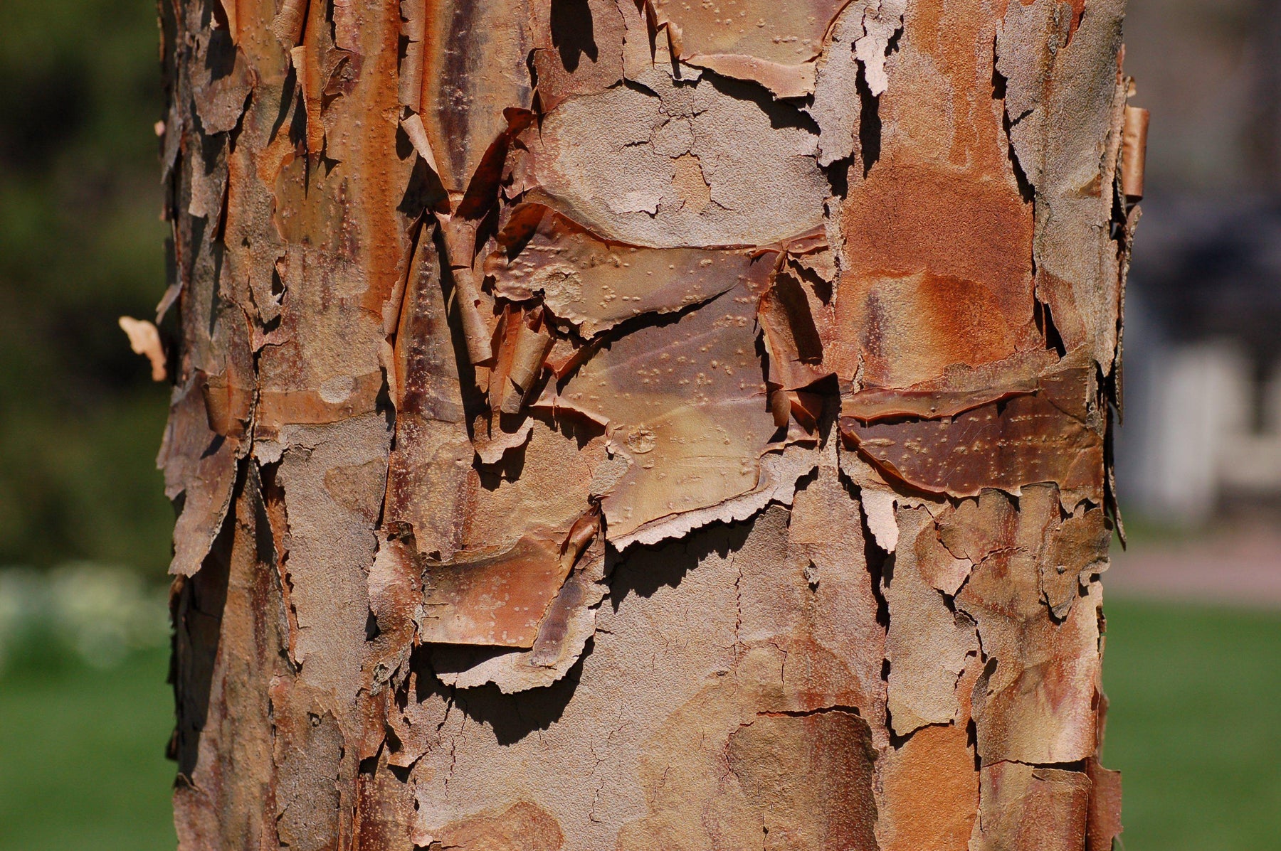 How To Care For Your Paperbark Maple Bonsai Tree