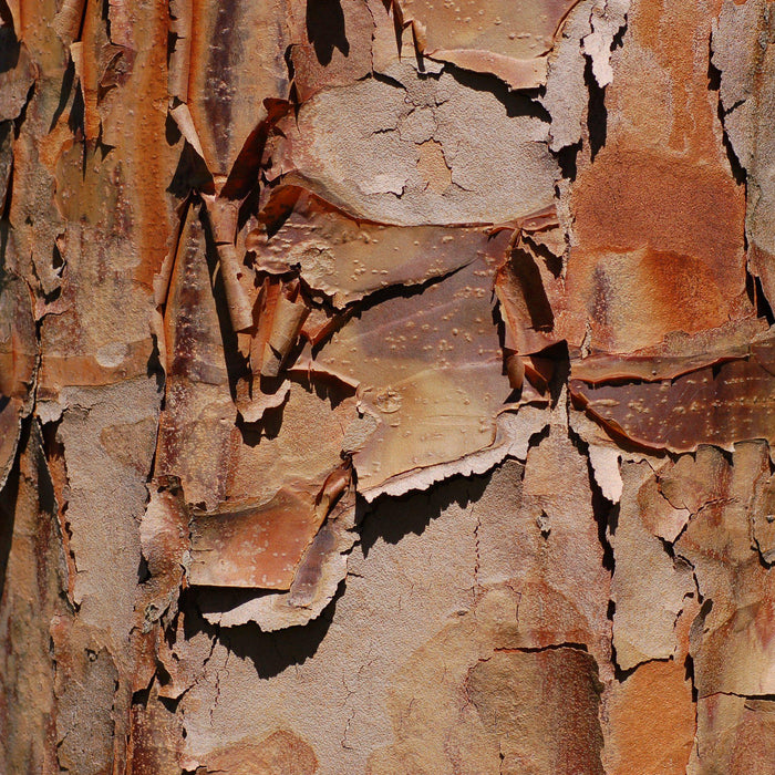 How To Care For Your Paperbark Maple Bonsai Tree