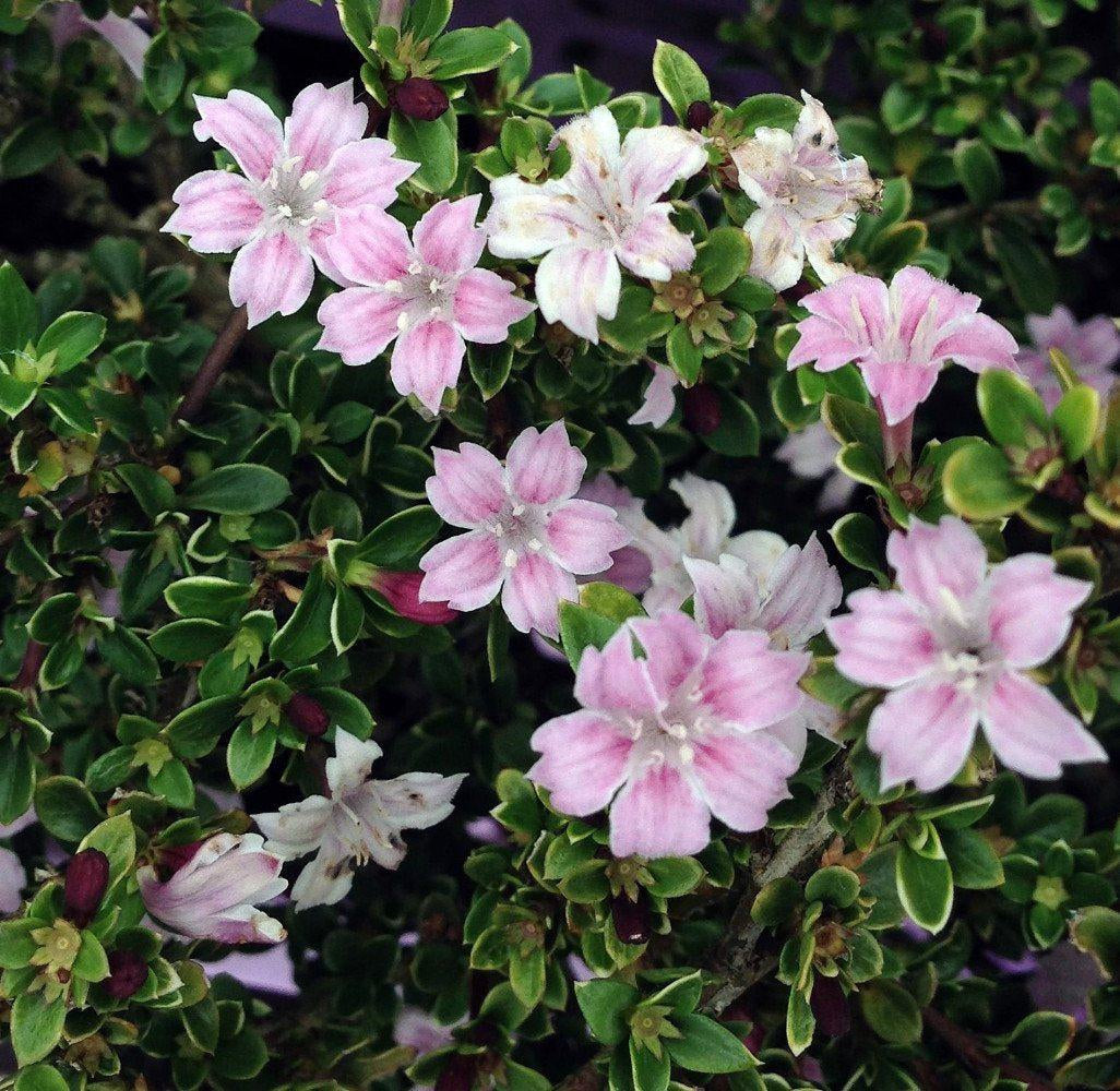 How To Care For Your Pink Serissa Bonsai Tree
