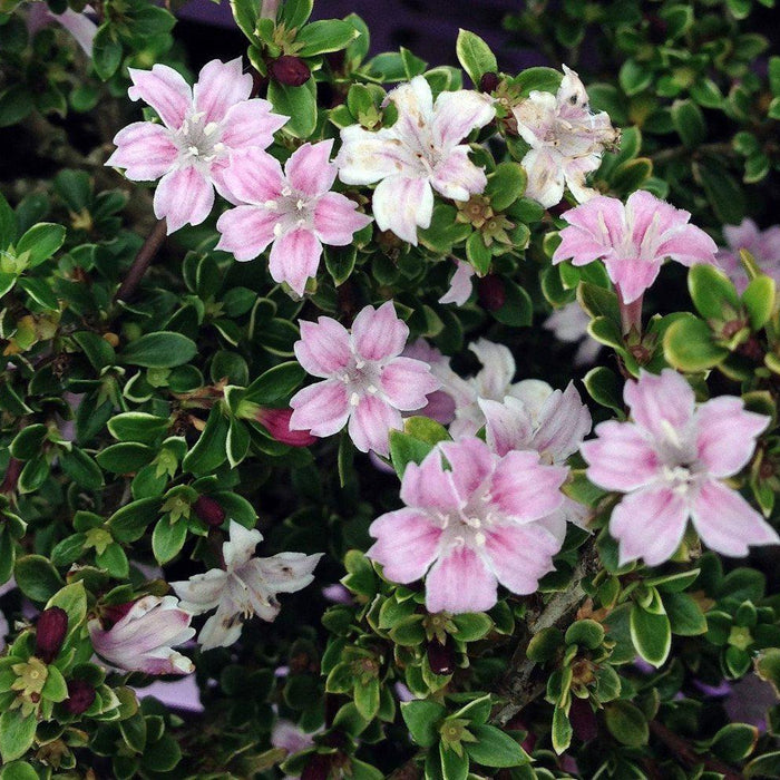 How To Care For Your Pink Serissa Bonsai Tree
