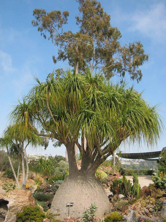 How To Care For Your Ponytail Palm Bonsai Tree
