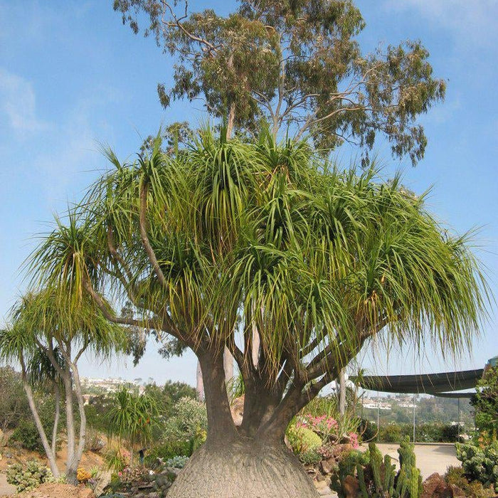 How To Care For Your Ponytail Palm Bonsai Tree