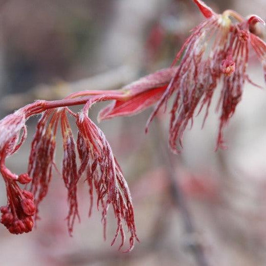 How To Care For Your Red Dragon Japanese Maple Bonsai Tree