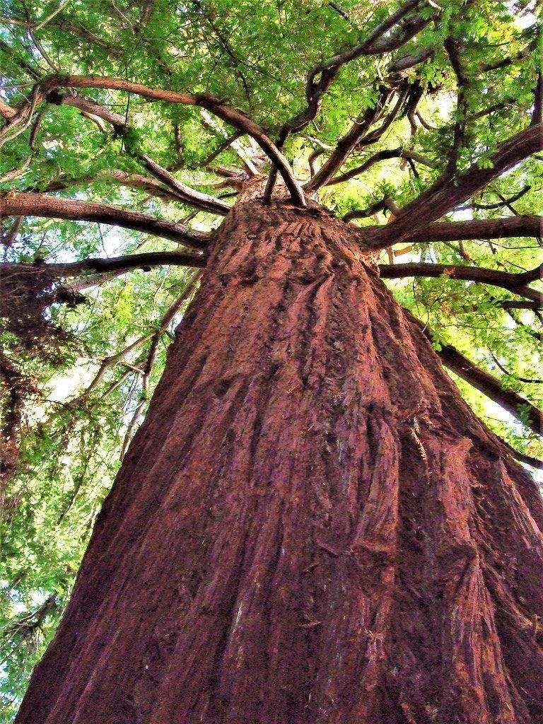 How To Care For Your Redwood Bonsai Tree