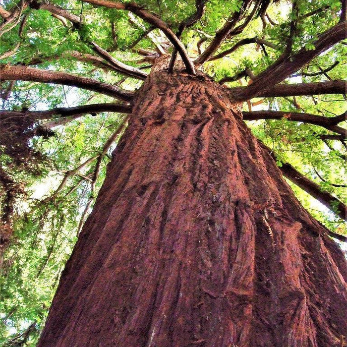 How To Care For Your Redwood Bonsai Tree