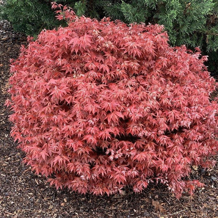 How To Care For Your Rhode Island Red Japanese Maple Bonsai Tree