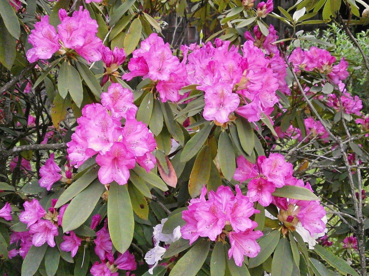 How To Care For Your Rhododendron Bonsai Tree