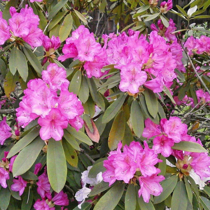 How To Care For Your Rhododendron Bonsai Tree