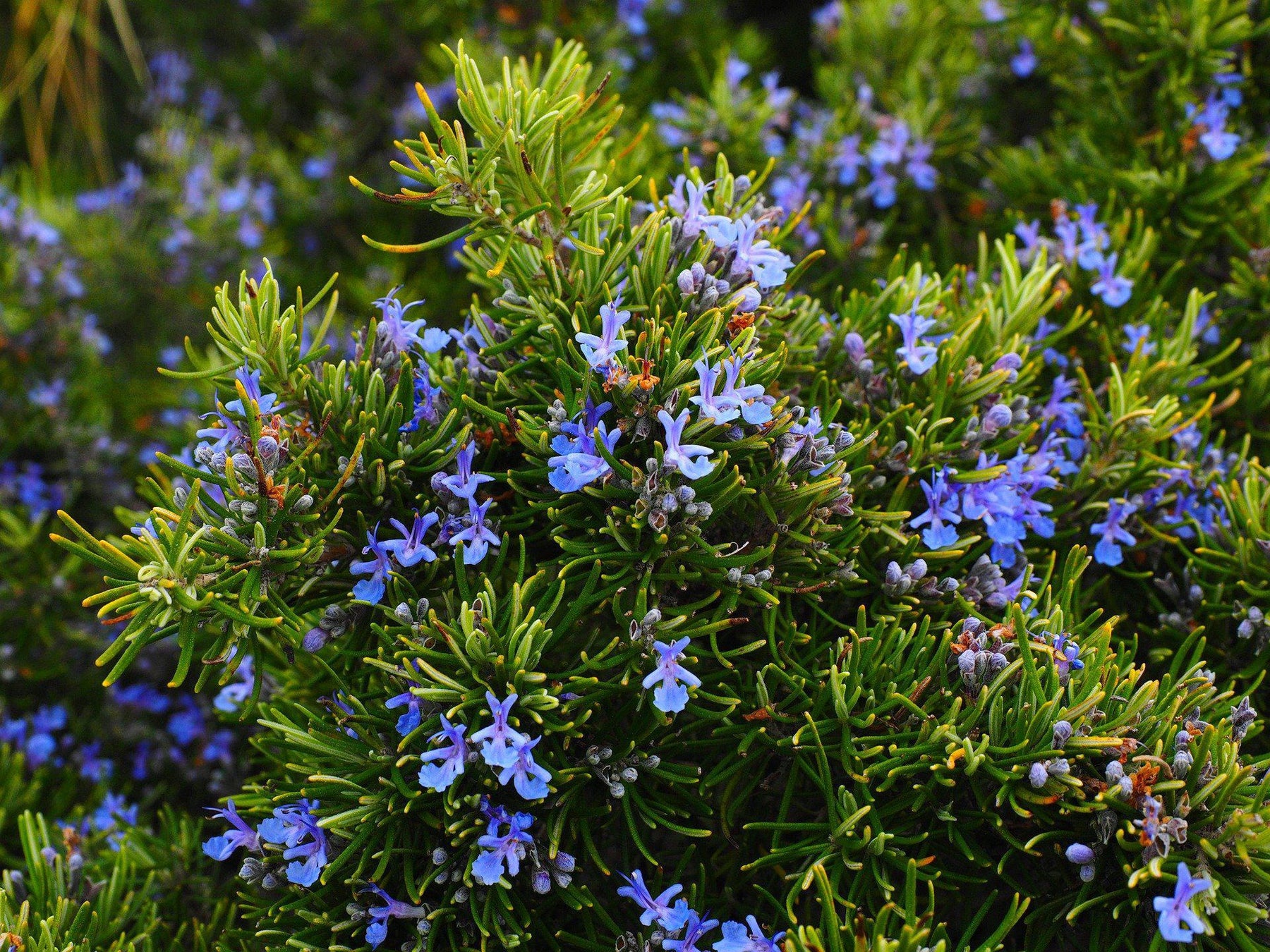 How To Care For Your Rosemary Bonsai Tree