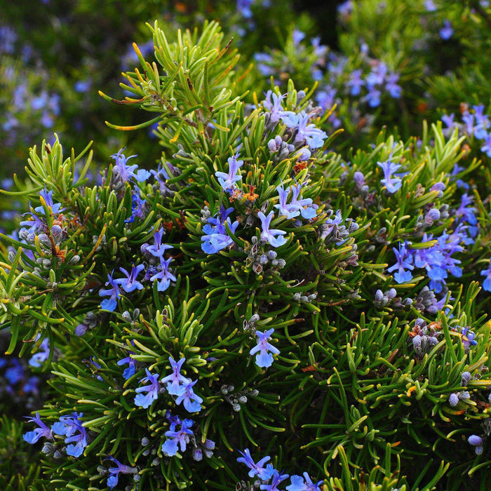 How To Care For Your Rosemary Bonsai Tree