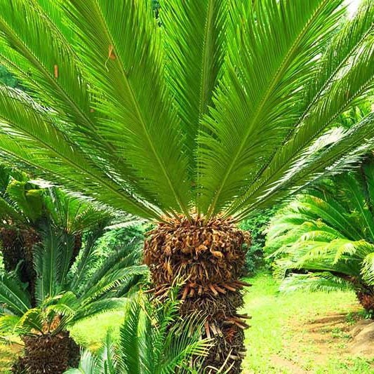 How To Care For Your Sago Palm Bonsai Tree