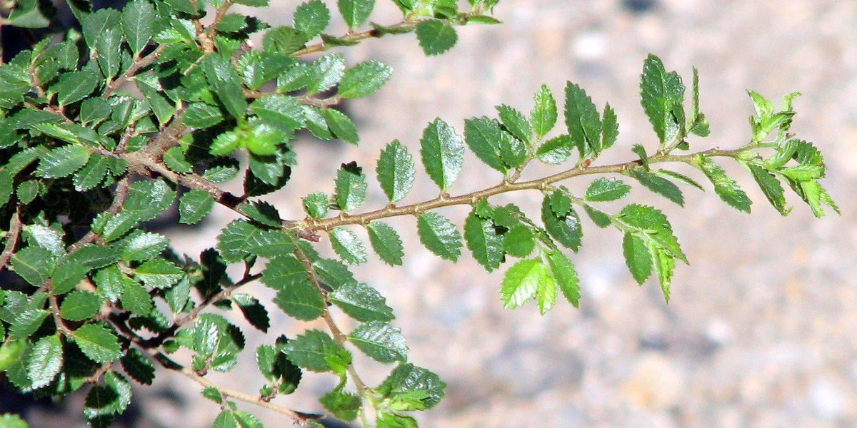 How To Care For Your Seiju Elm Bonsai Tree