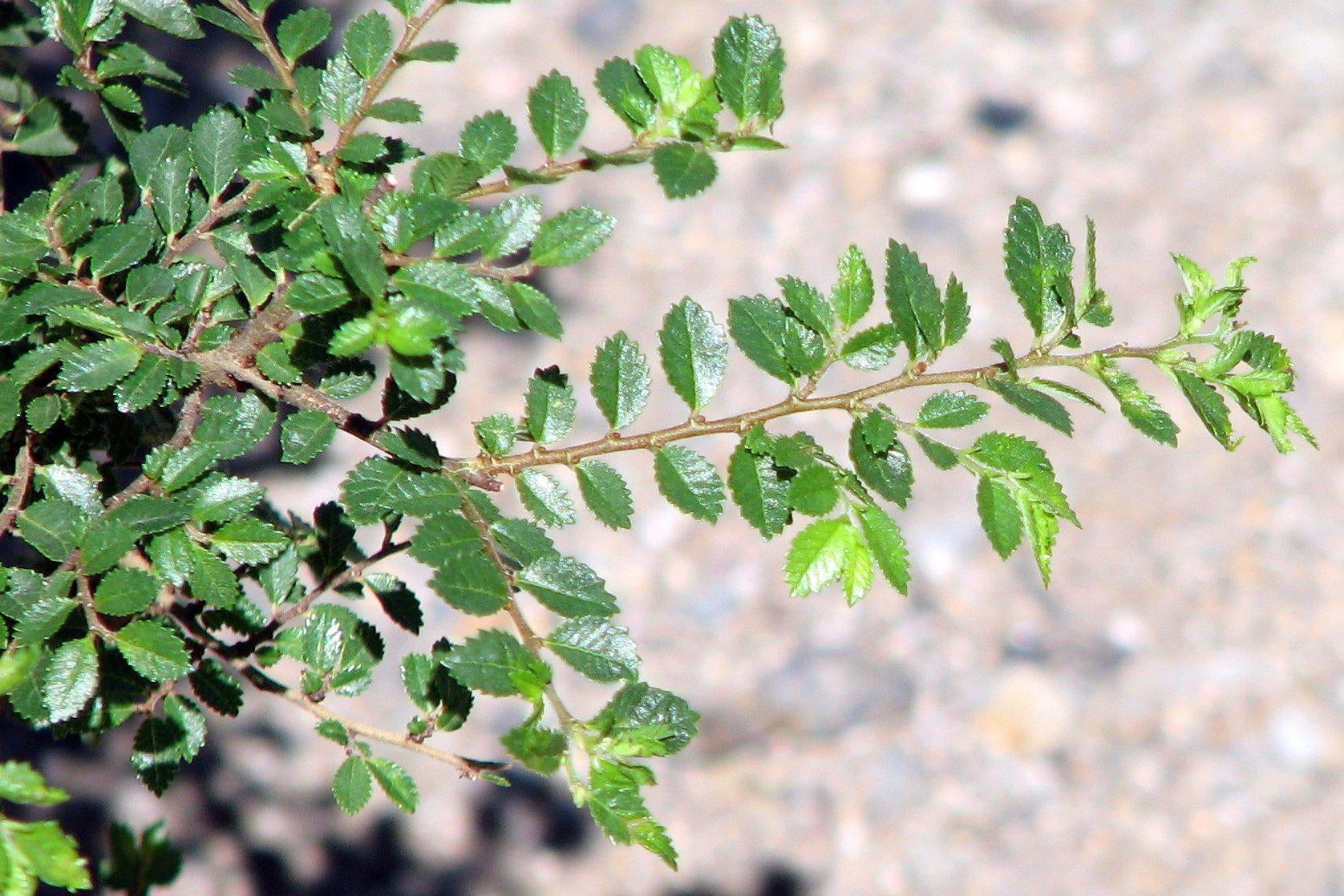 How To Care For Your Seiju Elm Bonsai Tree
