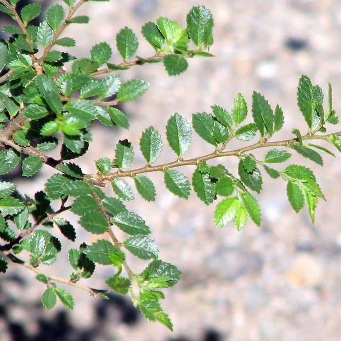 How To Care For Your Seiju Elm Bonsai Tree
