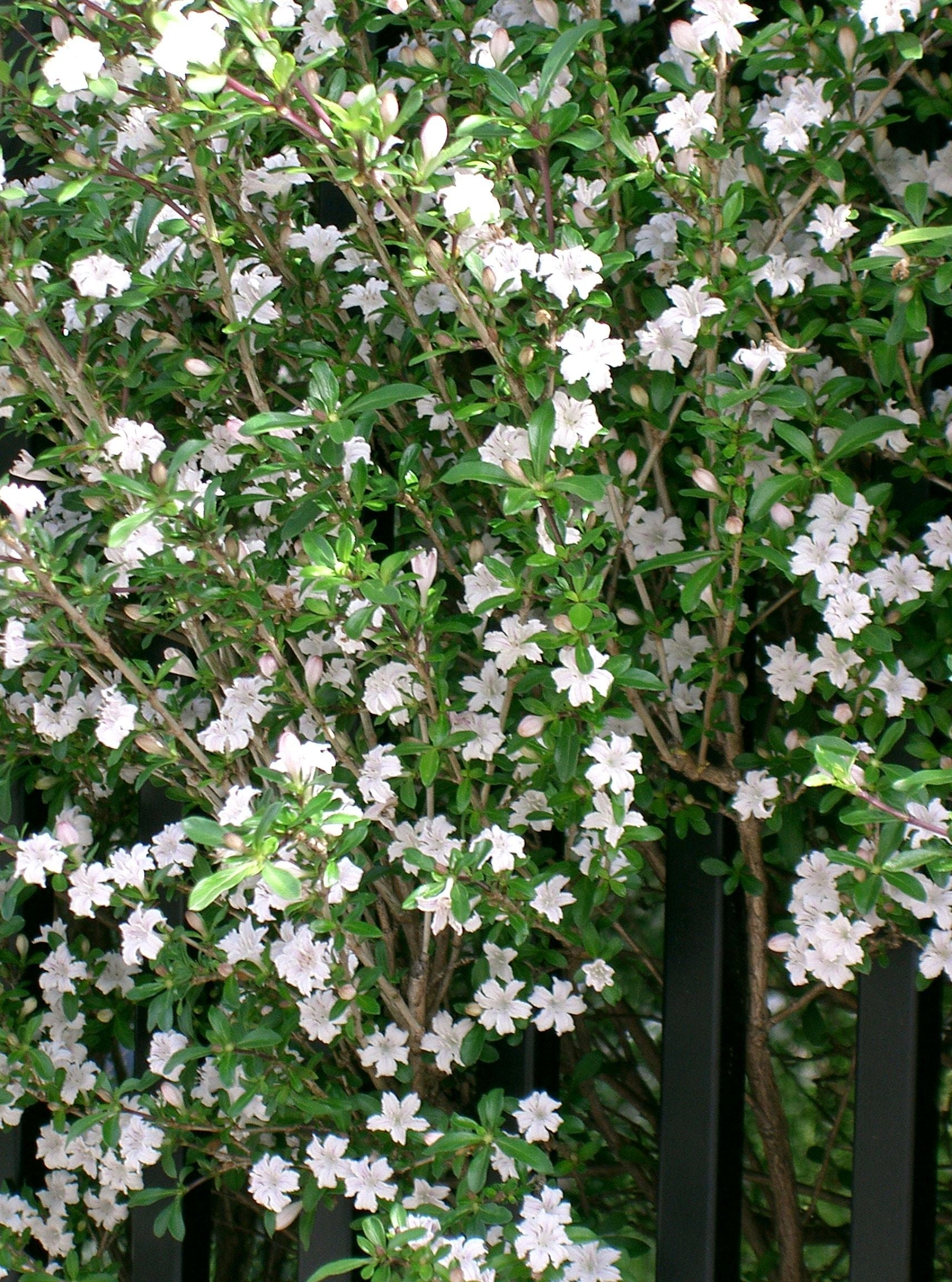 How To Care For Your Serissa Snow Rose Bonsai Tree