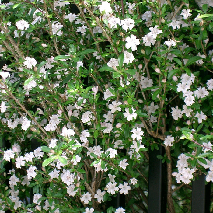 How To Care For Your Serissa Snow Rose Bonsai Tree