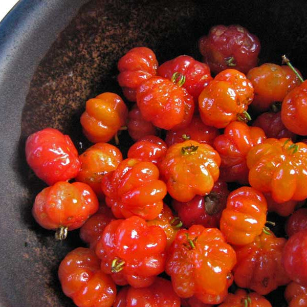 How To Care For Your Barbados Cherry Bonsai Tree