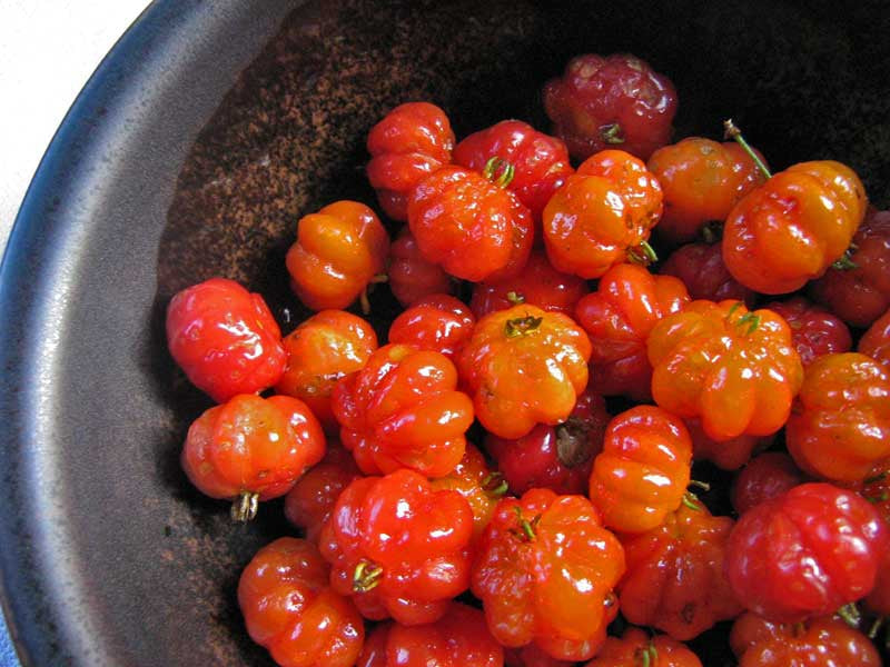 How To Care For Your Barbados Cherry Bonsai Tree