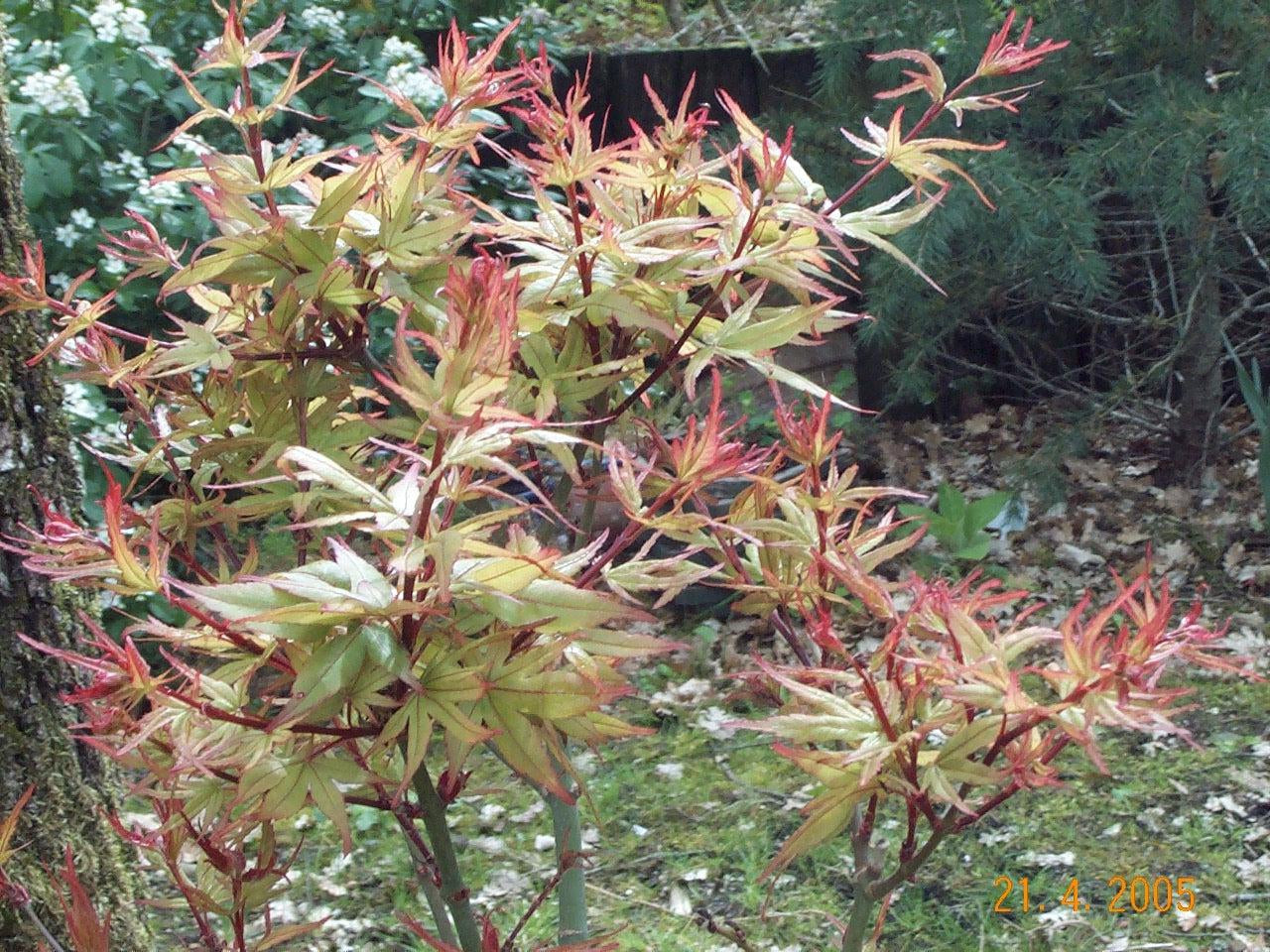 How To Care For Your Taroh Yama Japanese Maple Bonsai Tree