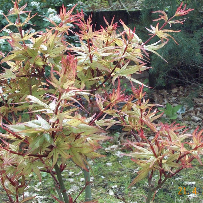 How To Care For Your Taroh Yama Japanese Maple Bonsai Tree