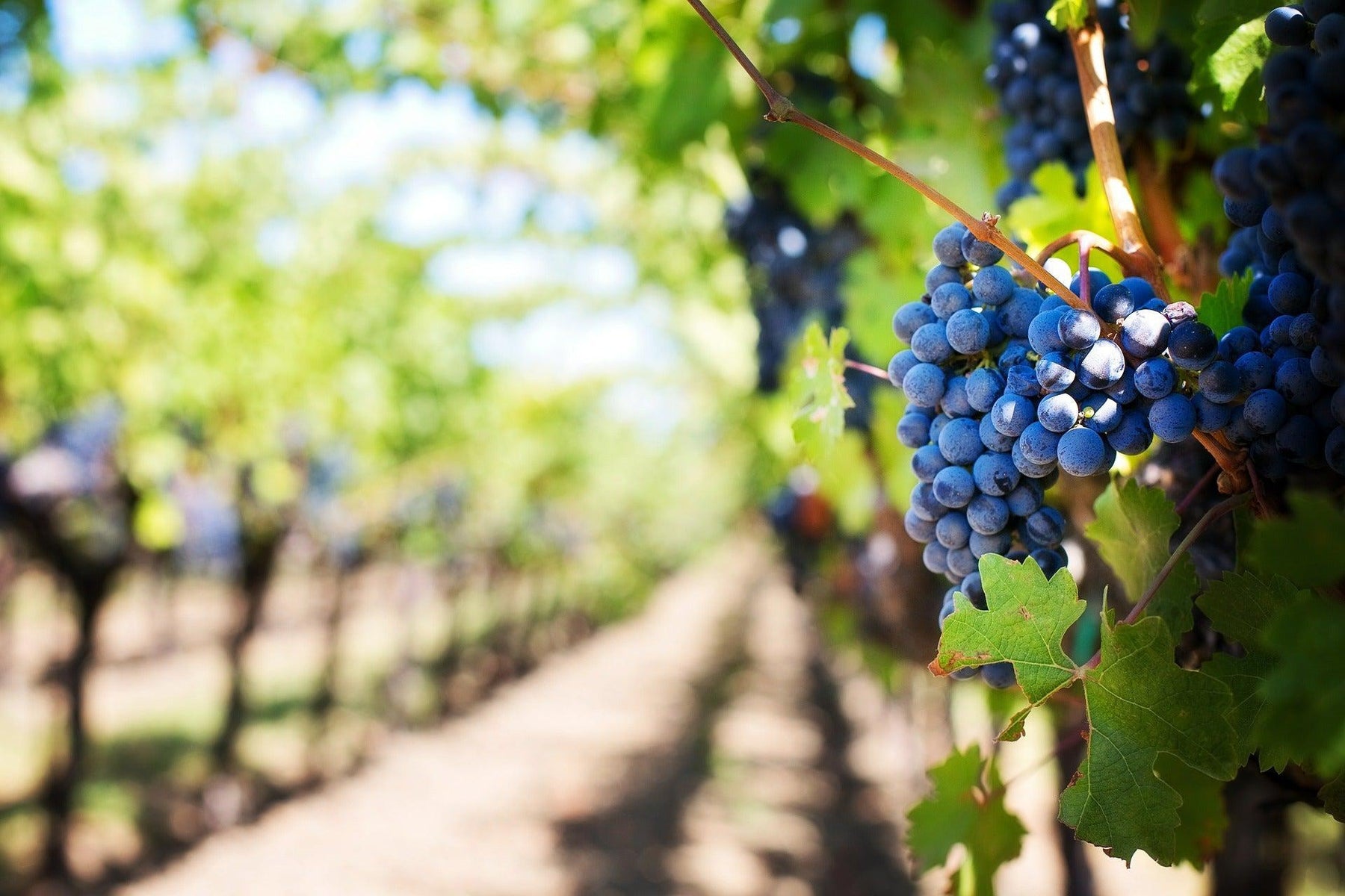 How To Care For Your Tempranillo Wine Grape Bonsai Tree