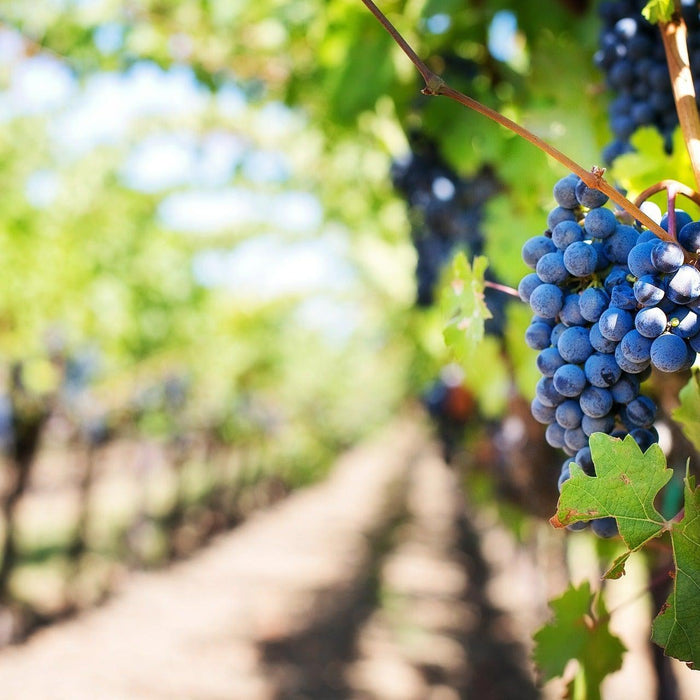 How To Care For Your Tempranillo Wine Grape Bonsai Tree