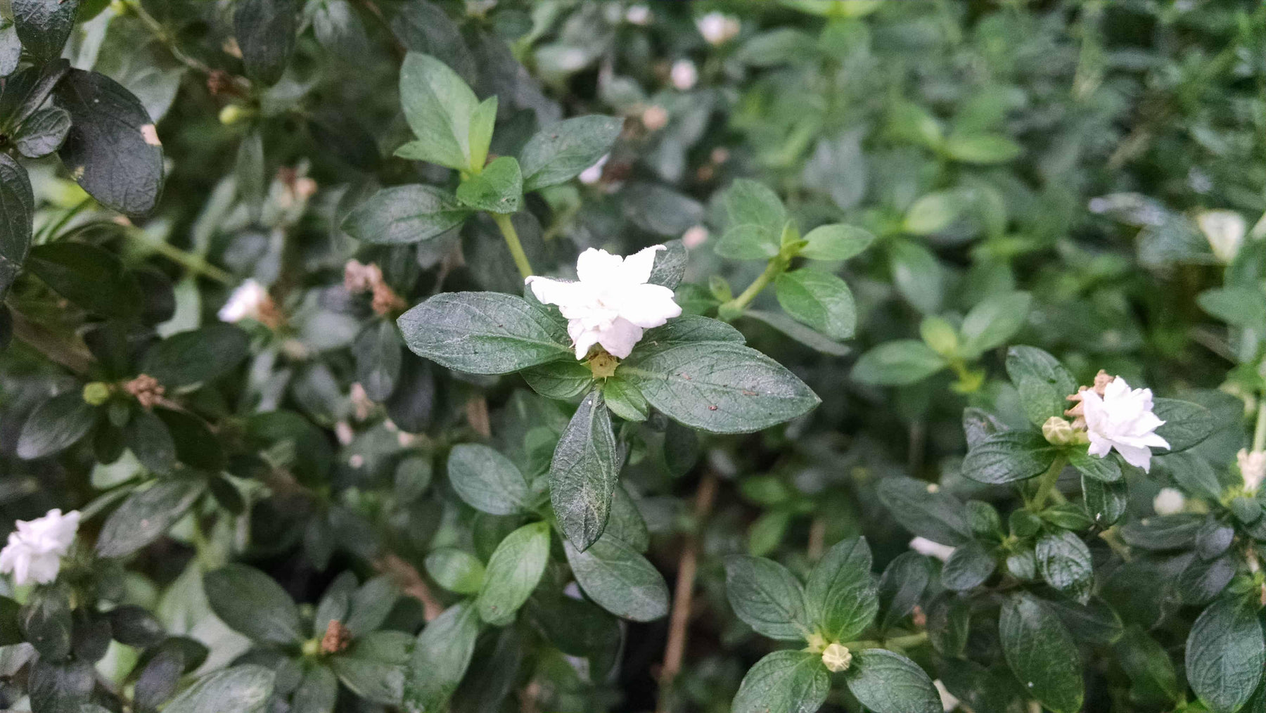 How To Care For Your Thousand Star Serissa Bonsai Tree