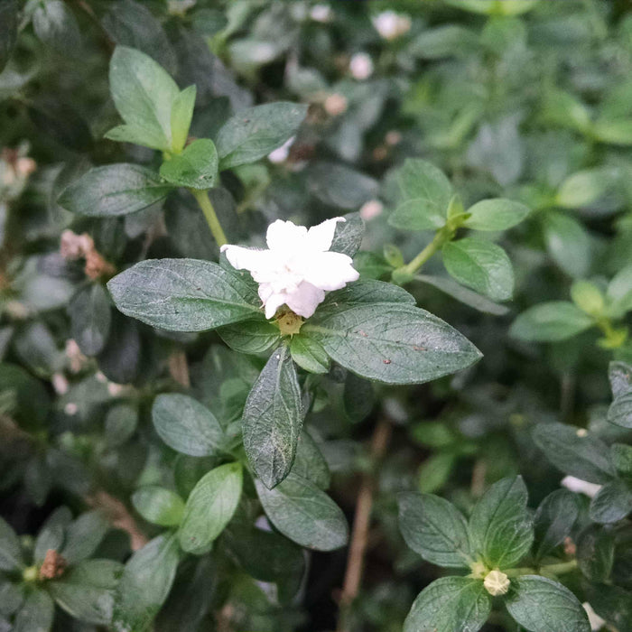 How To Care For Your Thousand Star Serissa Bonsai Tree
