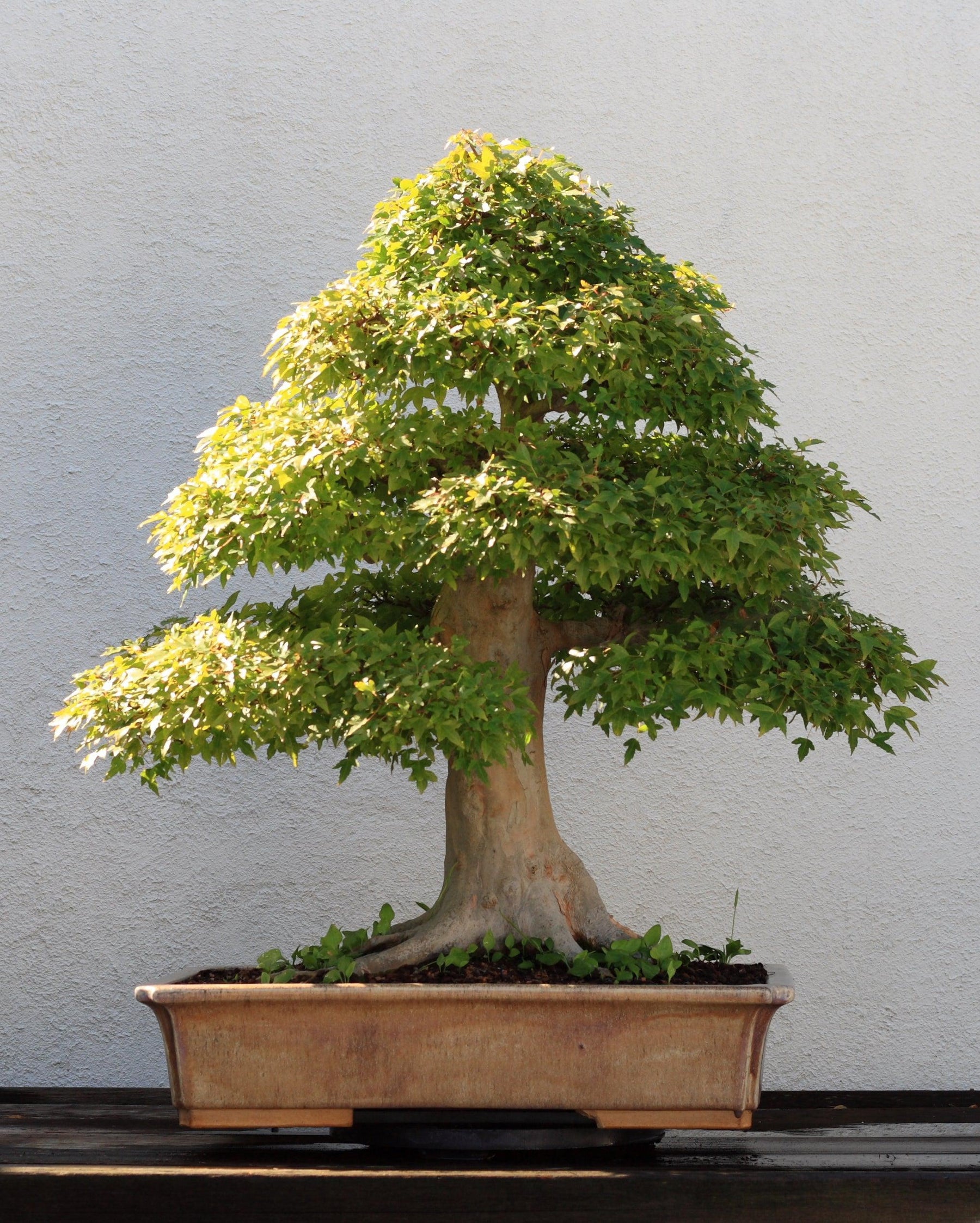 How To Care For Your Trident Maple Bonsai Tree
