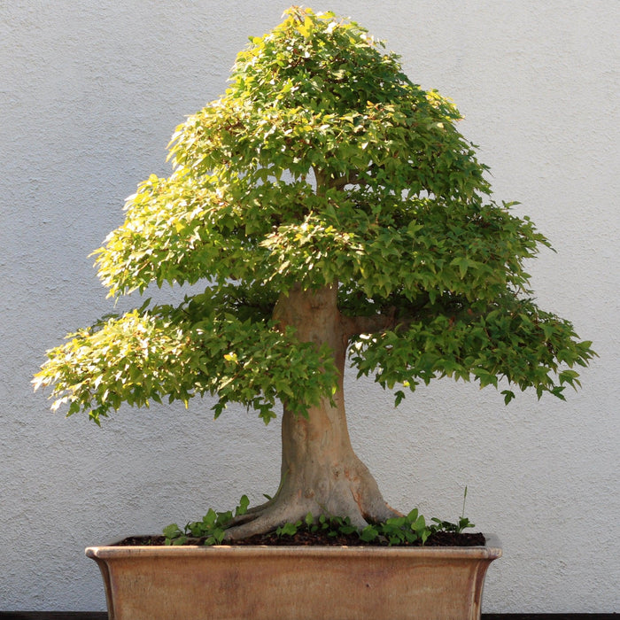 How To Care For Your Trident Maple Bonsai Tree