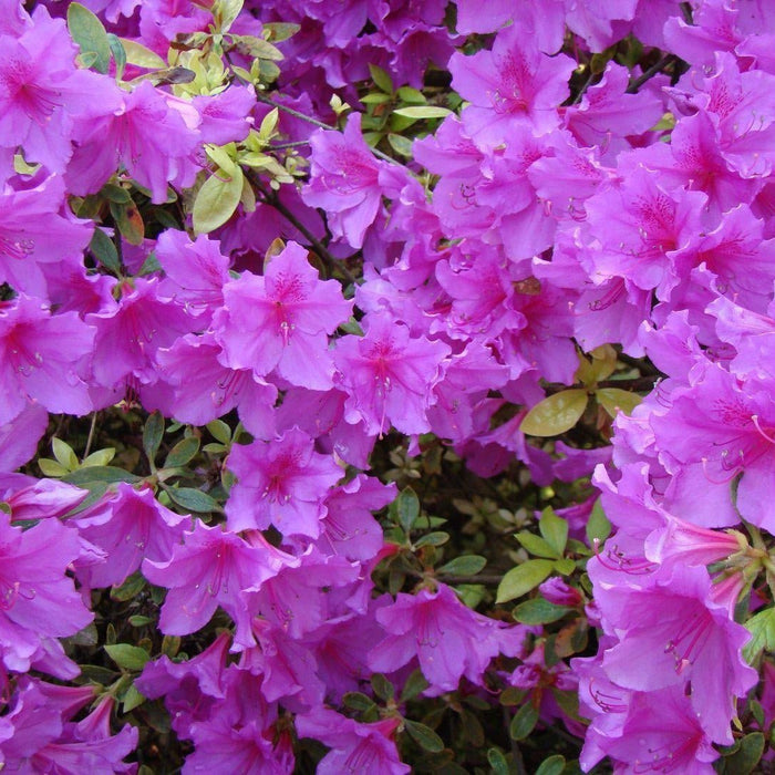 How To Care For Your Tropical Azalea Bonsai Tree