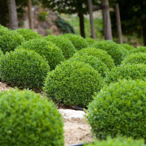 How To Care For Your Tropical Boxwood Bonsai Tree