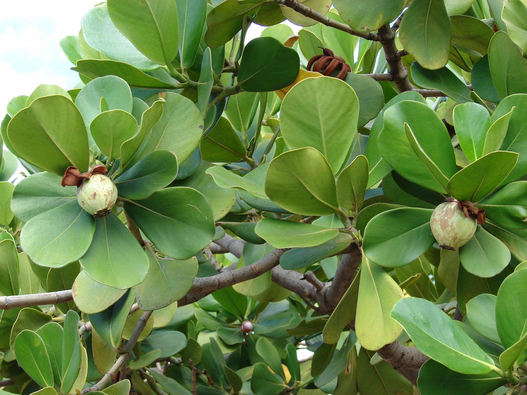 How To Care For Your Tropical Dwarf Apple Bonsai Tree