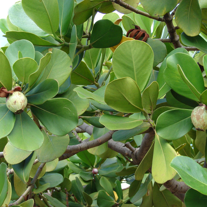 How To Care For Your Tropical Dwarf Apple Bonsai Tree