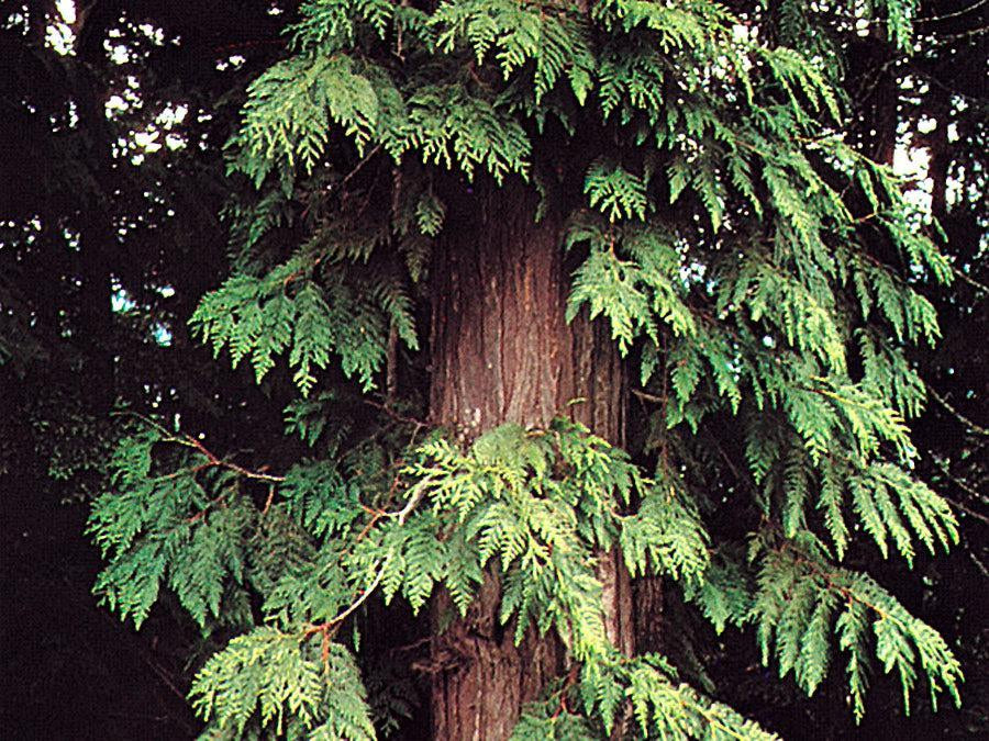 How To Care For Your Western Red Cedar Bonsai Tree