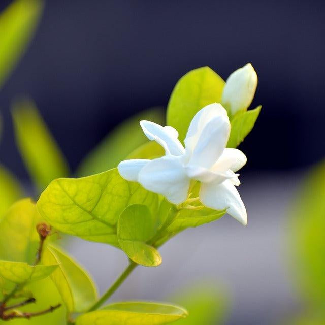 How To Take Care Of Your Arabian Jasmine Bonsai Tree