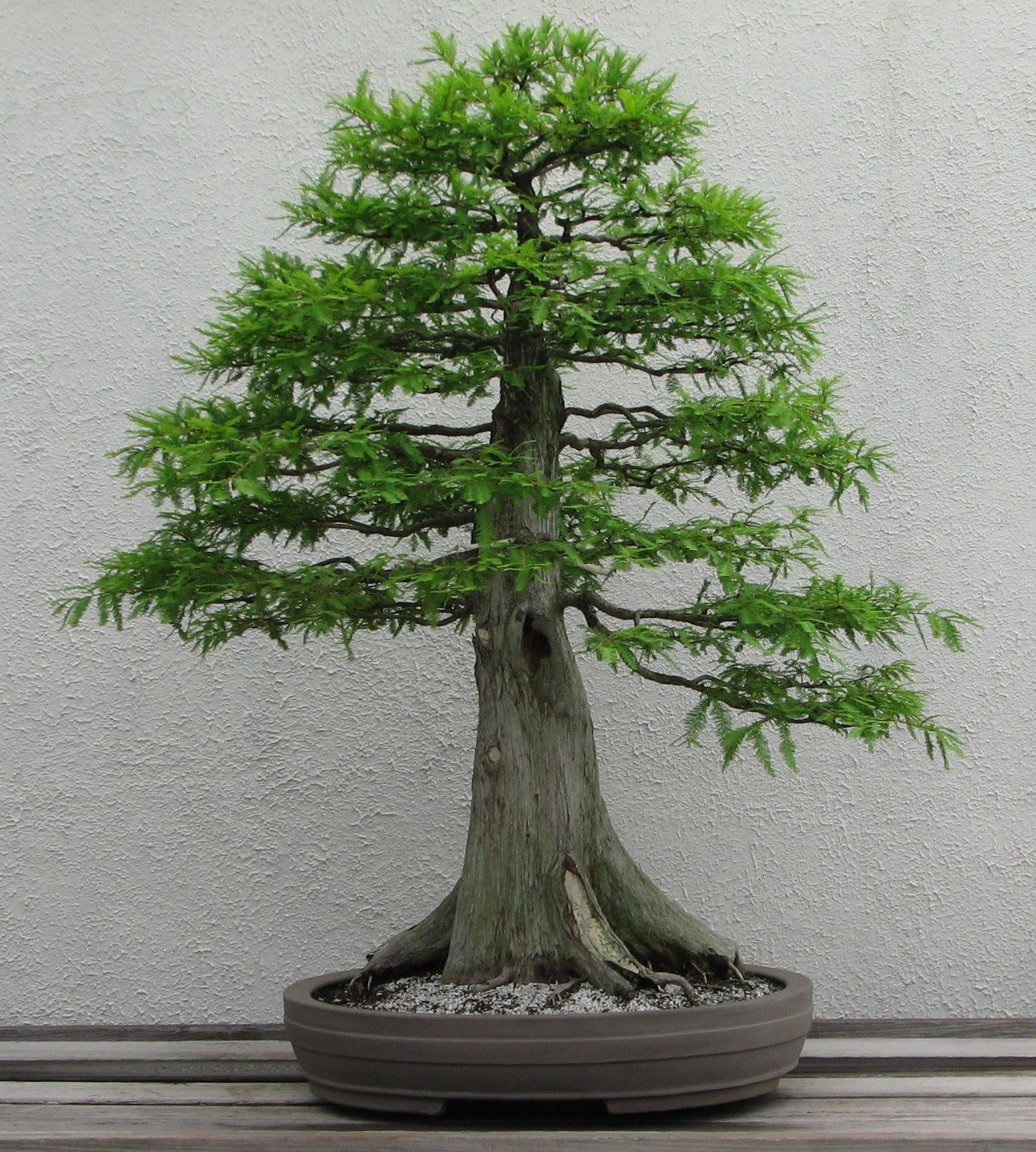 How To Take Care Of Your Bald Cypress Bonsai Tree