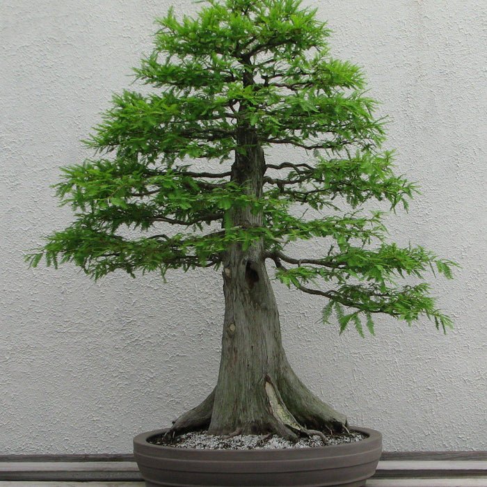 How To Take Care Of Your Bald Cypress Bonsai Tree