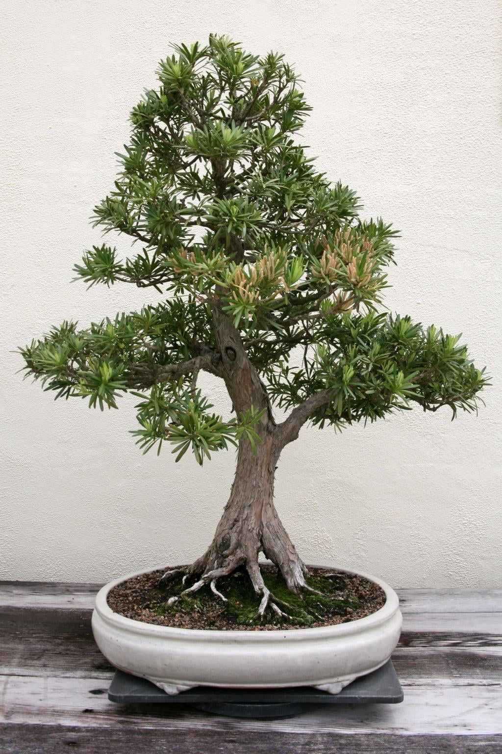 How To Take Care Of Your Buddhist Pine Bonsai Tree