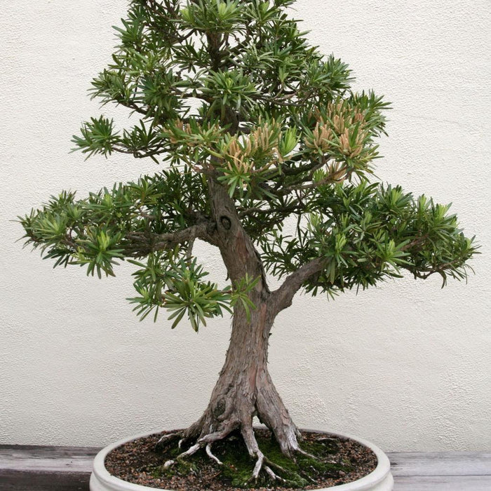 How To Take Care Of Your Buddhist Pine Bonsai Tree