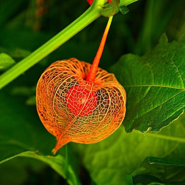 How To Take Care Of Your Chinese Lantern Bonsai Tree