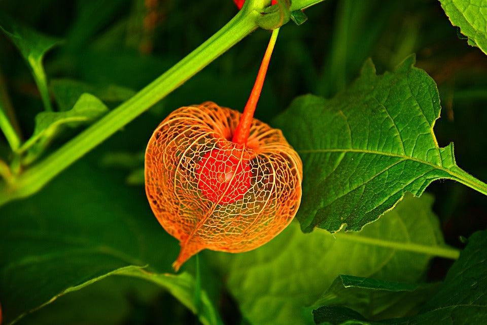 How To Take Care Of Your Chinese Lantern Bonsai Tree