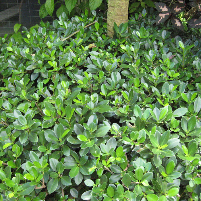 How To Take Care Of Your Emerald Green Ficus Bonsai Tree