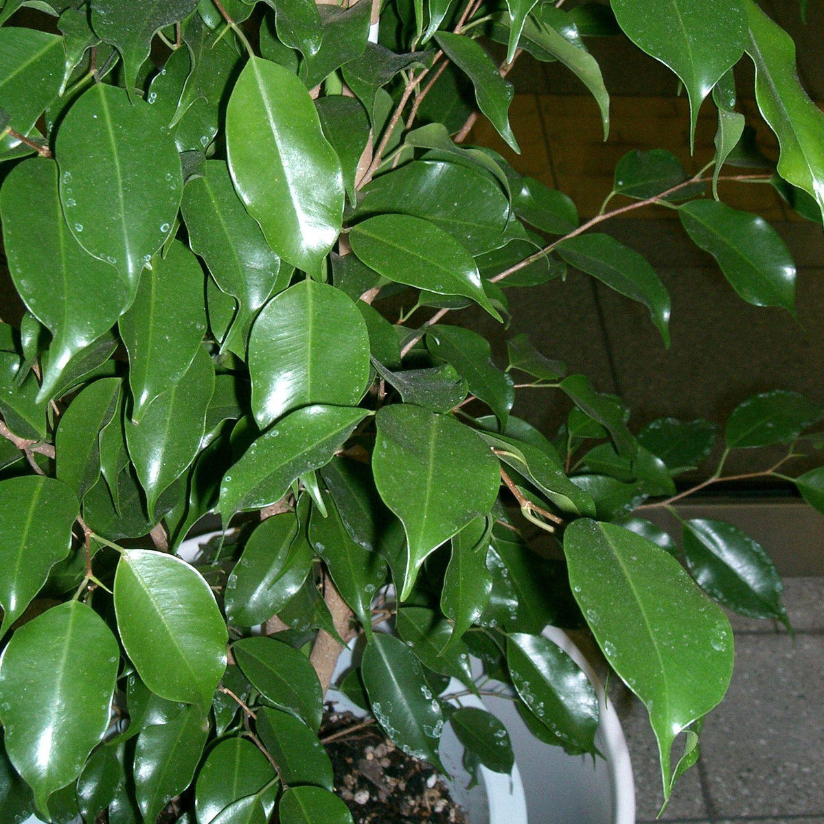 How To Take Care Of Your Ficus Midnight Bonsai Tree