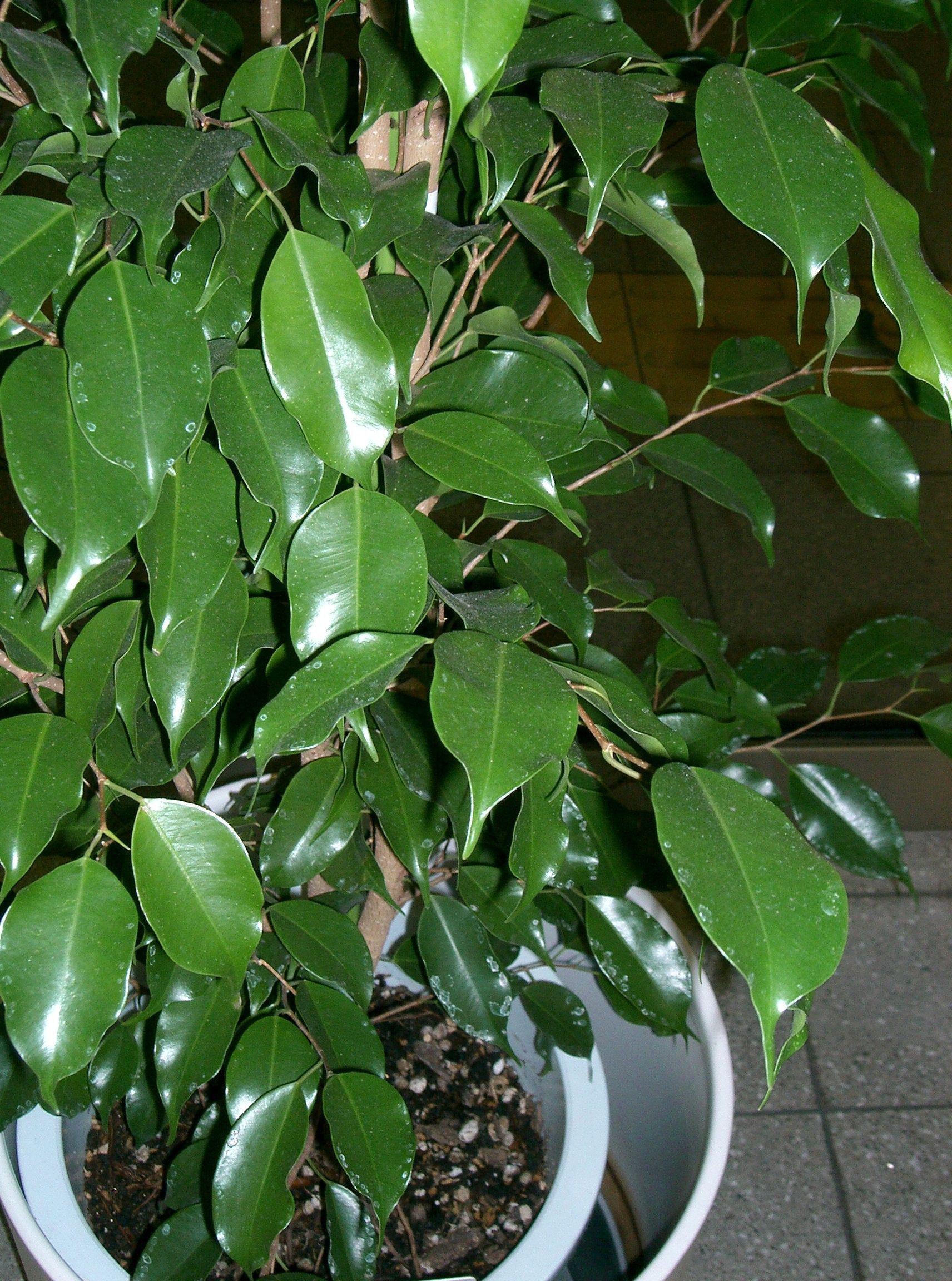 How To Take Care Of Your Ficus Midnight Bonsai Tree
