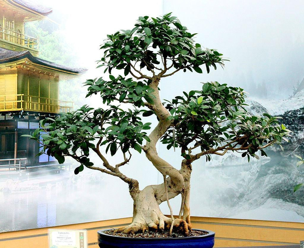 How To Take Care Of Your Ficus Retusa Bonsai Tree