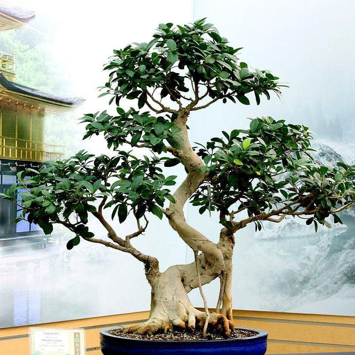 How To Take Care Of Your Ficus Retusa Bonsai Tree