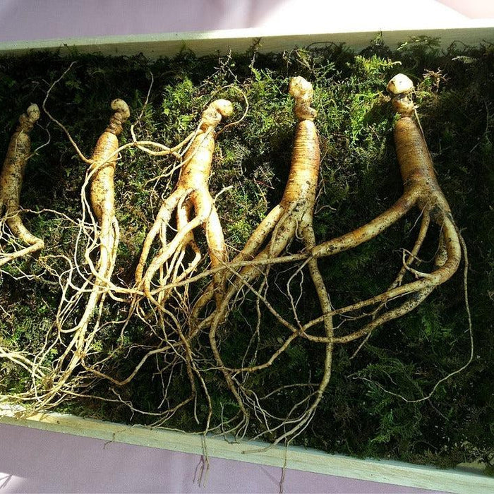 How To Take Care Of Your Ginseng Bonsai Tree